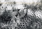 [1950/1970] Cheetah laying in a sunbeam in its enclosure at Crandon Park Zoo