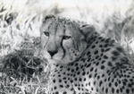 [1950/1970] Cheetah laying down in its enclosure at Crandon Park Zoo