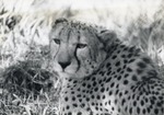 [1950/1970] Cheetah laying down at the Crandon Park Zoo