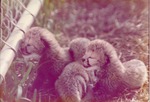 [1950/1970] Three newborn cheetah cubs laying down beside a fence at Crandon Park Zoo