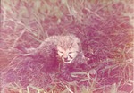 [1950/1970] Newborn cheetah cub in the grass at Crandon Park Zoo