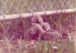 Three newborn cheetah cubs laying together beside a fence at Crandon Park Zoo