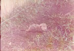 Newborn cheetah cub laying in the grass at Crandon Park Zoo