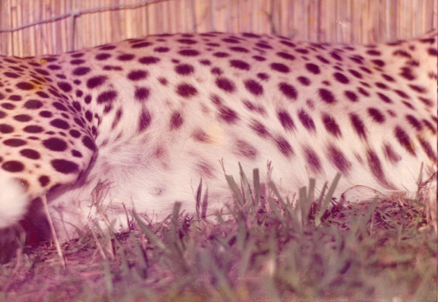 Cheetah's pregnant stomach at Crandon Park Zoo