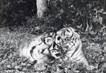 Two Bengal tiger cubs laying together at Crandon Park Zoo