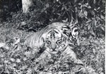 Two Bengal tiger cubs, one climbing over the other, at Crandon Park Zoo