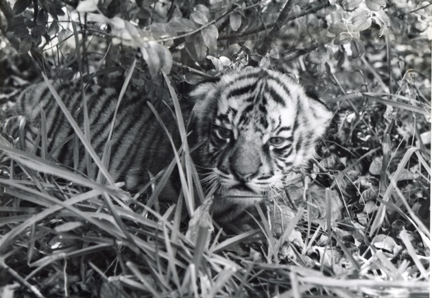 Bengal tiger cub laying in the tall grass of its enclosure at Crandon Park Zoo