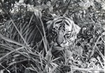 Bengal tiger cub laying in the tall grass of its enclosure at Crandon Park Zoo