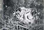 Two Bengal tiger cubs turned away from each other laying in the grass at Crandon Park Zoo