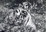 [1950/1970] Two Bengal tiger cubs laying on one another at Crandon Park Zoo