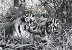 Two Bengal tigers laying beside one another at Crandon Park Zoo