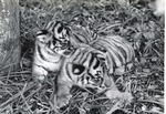 Two Bengal tiger cubs laying together in the grass at Crandon Park Zoo