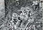 [1950/1970] Two Bengal tiger cubs laying together in their enclosure at Crandon Park Zoo