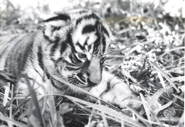 Bengal tiger cub examining the grass in its enclosure at Crandon Park Zoo