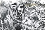[1950/1970] Bengal tiger cub examining the grass in its enclosure at Crandon Park Zoo