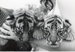 [1950/1970] Two Bengal tiger cubs being held by zoo staff at Crandon Park Zoo