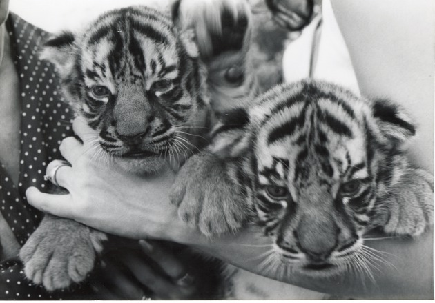 Two Bengal tiger cubs looking over the arm of the zookeeper holding them at Crandon Park Zoo