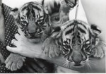[1950/1970] Two Bengal tiger cubs looking over the arm of the zookeeper holding them at Crandon Park Zoo