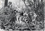 [1950/1970] Two Bengal tiger cubs lying side by side at Crandon Park Zoo