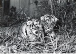 [1950/1970] Two Bengal tiger cubs in their enclosure together at Crandon Park Zoo