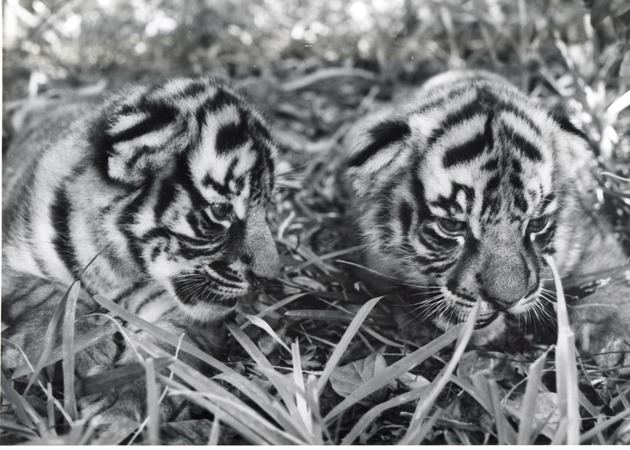 Close-up of two Bengal tiger cubs at Crandon Park Zoo