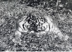 [1950/1970] Two Bengal tiger cubs with their foreheads pressed together at Crandon Park Zoo