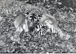 Two Bengal tiger cubs leaning on one another in their enclosure at Crandon Park Zoo