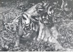 Bengal tiger cub crawling on top of its sibling at Crandon Park Zoo