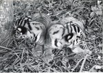 Bengal tiger cubs turned away from one another laying in the grass at Crandon Park Zoo