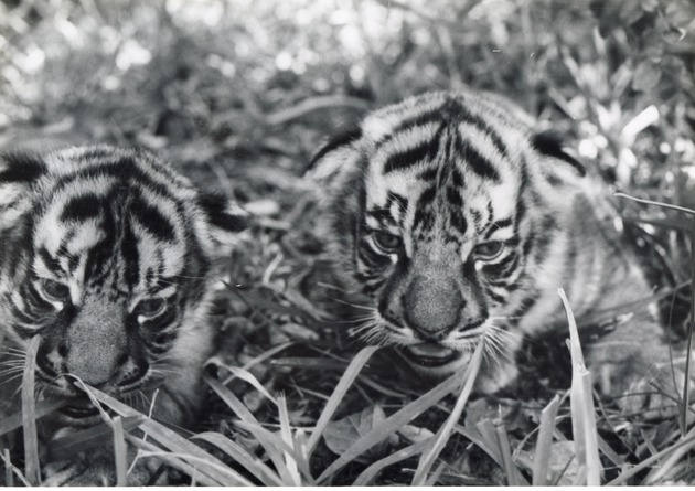 Close-up of Bengal tiger cubs at Crandon Park Zoo