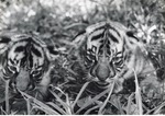 [1950/1970] Close-up of Bengal tiger cubs at Crandon Park Zoo