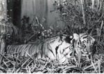 Two Bengal tiger cubs in the grass in their enclosure at Crandon Park Zoo