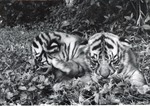 Two Bengal tiger cubs exploring their enclosure at Crandon Park Zoo