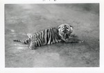Bengal tiger cub laying on a concrete floor at Crandon Park Zoo
