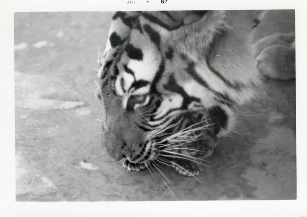 Bengal tiger cub being picked up by its mother at Crandon Park Zoo