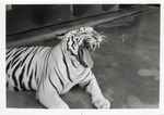 [1950/1970] White tiger yawning in its enclosure at Crandon Park Zoo