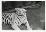 [1950/1970] White tiger looking at the camera in its enclosure at Crandon Park zoo