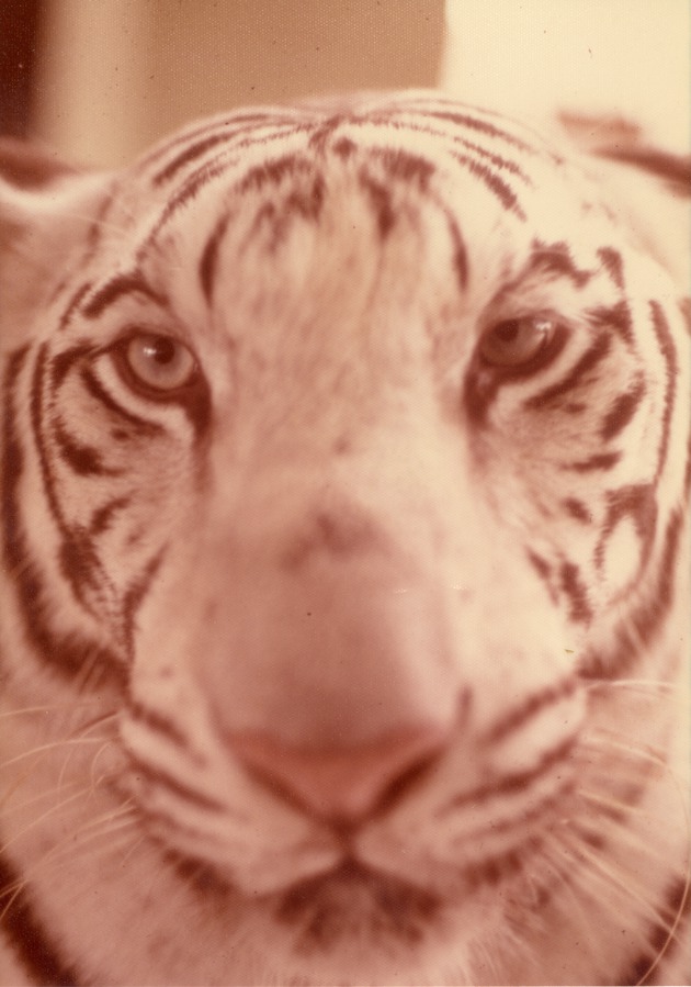 Close-up of white tiger's face at Crandon Park Zoo