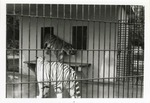 [1950/1970] White tiger watching while Bengal tiger walks out enclosure door at Crandon Park Zoo