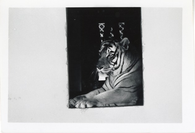 Bengal tiger seated, looking out the door of its enclosure at Crandon Park Zoo