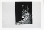 [1950/1970] Bengal tiger seated, looking out the door of its enclosure at Crandon Park Zoo
