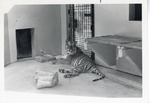[1950/1970] Bengal tiger laying by its water fountain in the enclosure's building at Crandon Park Zoo