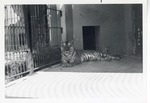 [1950/1970] Bengal tiger laying in the shade of its enclosure at Crandon Park Zoo
