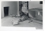 [1950/1970] Bengal tiger Lying inside enclosure building by water fountain at Crandon Park zoo