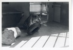 Bengal tiger playing with car tire inside enclosure at Crandon Park Zoo