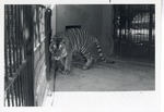 Bengal tiger prowling in its enclosure at Crandon Park Zoo