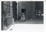 [1950/1970] Bengal tiger with its tongue stuck out laying in its enclosure at Crandon Park Zoo
