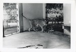 [1950/1970] Bengal tiger prowling in the shade of its enclosure at Crandon Park Zoo