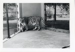 [1950/1970] Bengal tiger walking in its enclosure at Crandon Park Zoo