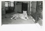 [1950/1970] White tiger resting in the shade of its enclosure at Crandon Park Zoo